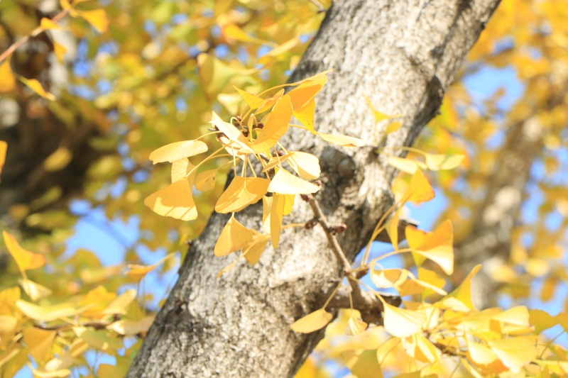 Preview Image 1
