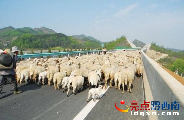 600多只羊浩浩蕩蕩地?cái)D上惠興高速公路貞豐至興仁段