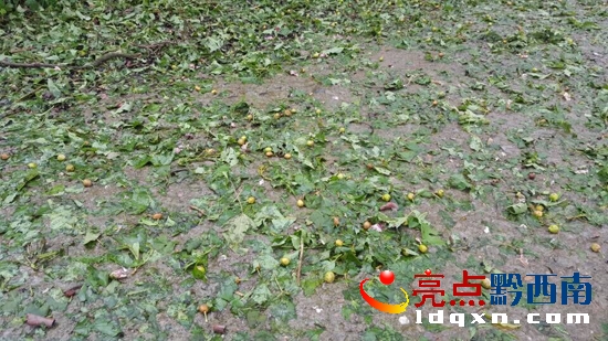 圖為興仁新龍場受災情況.jpg