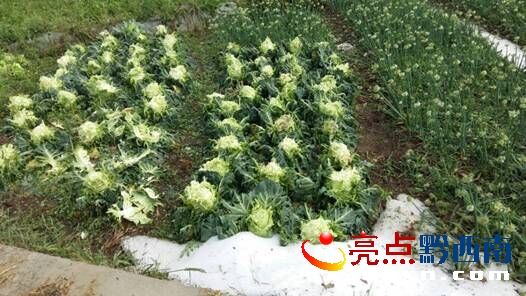 圖為安龍受災情況.jpg