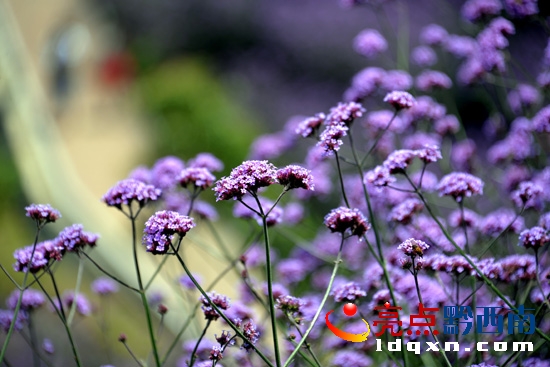 陽光下馬鞭草花朵呈藍紫色(陳亞林攝影).JPG