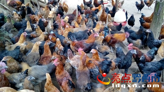 原生態(tài)本地雞.jpg